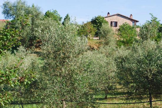 Casale  in  Affitto  a Pienza    100 mq  foto 1